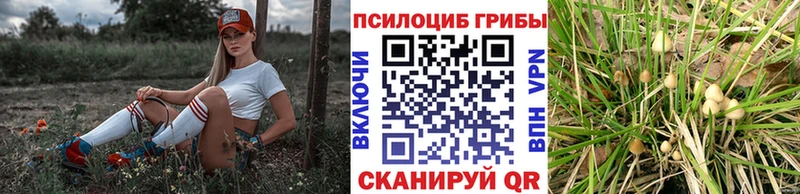 магазин продажи   Таганрог  Псилоцибиновые грибы Psilocybine cubensis 